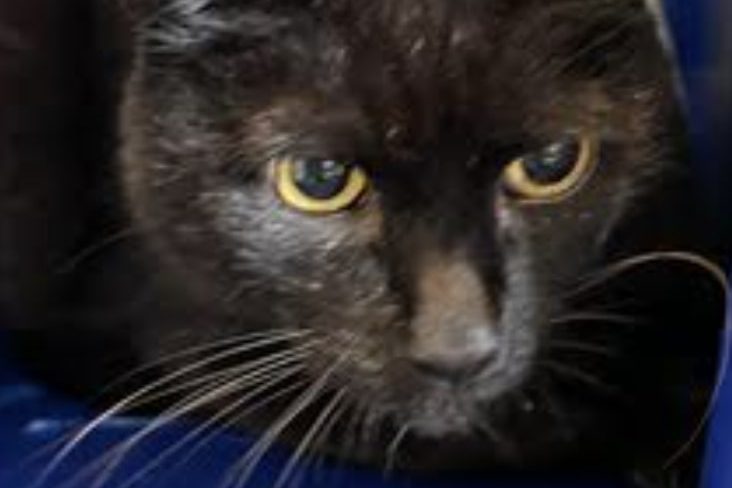 Microchip gets cat home after six years